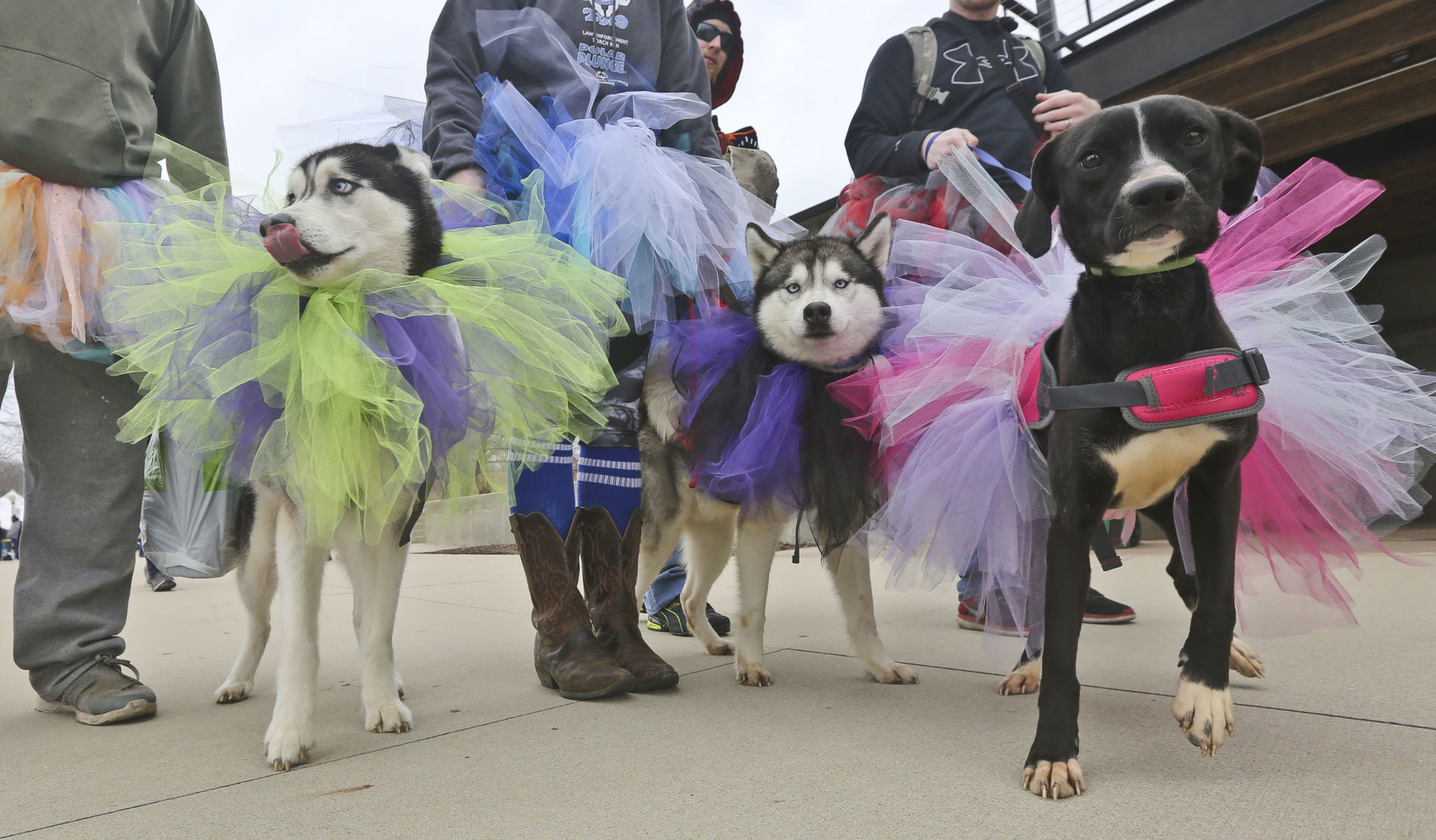 Polar Plunge 2 3.02.19.JPG